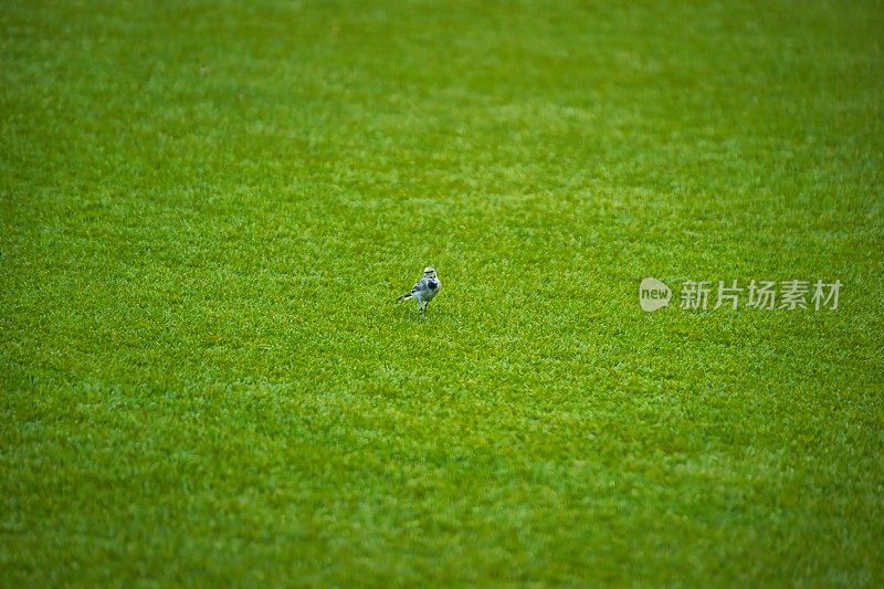 草坪上的白色Wagtail (Motacilla alba)，以极简主义为背景